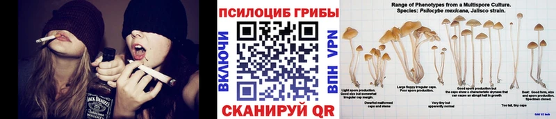 Псилоцибиновые грибы GOLDEN TEACHER Буйнакск